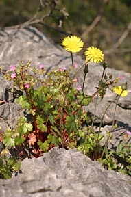 默主哥耶和平協會