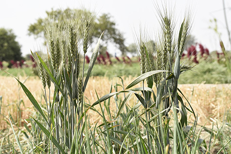 教理講授: 撒種的比喻